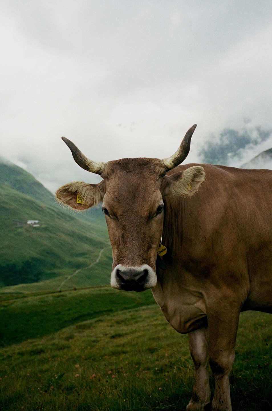A brown cow with horns stands in a green, mountainous landscape under a cloudy sky.