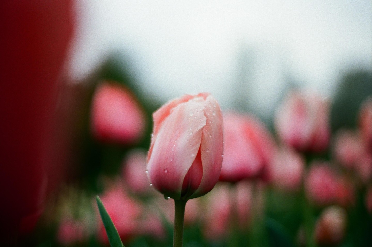 A pink tulip covered in water droplets stands out against a blurred background of other pink tulips.