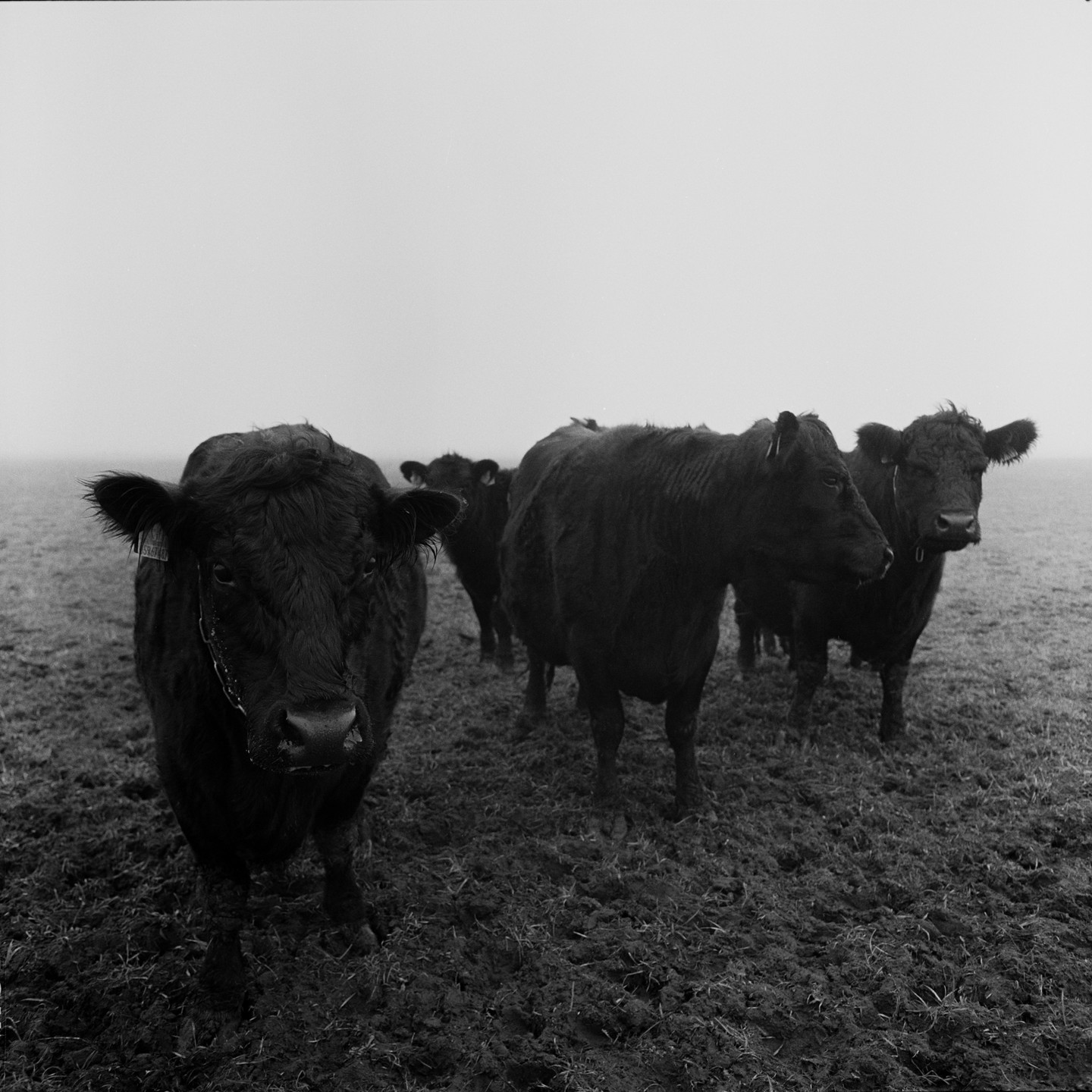 Several cows stand in a muddy field on a hazy day.