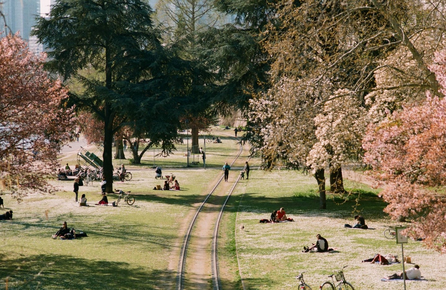 People relax on a grassy park with a disused railway track running through it, surrounded by trees with pink and white blossoms.