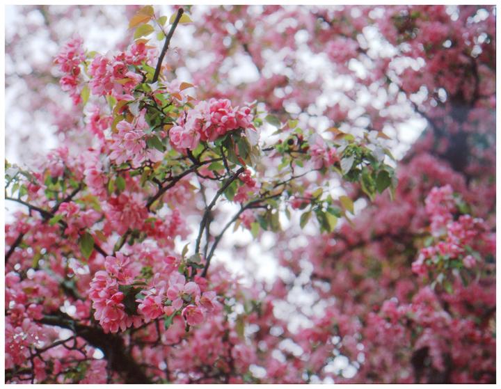 A tree branch covered in pink blossoms is in focus, with more blossoms blurred in the background.