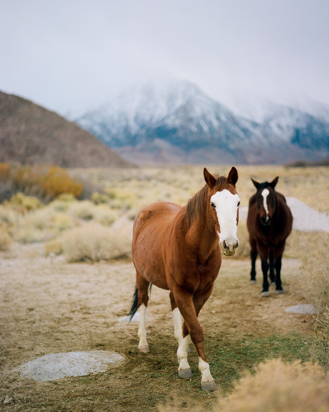 Two horses stand in a field with a snow-capped mountain in the background.