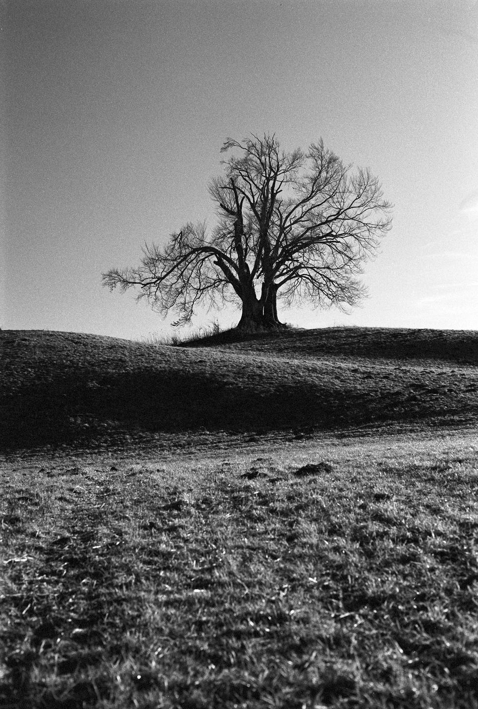 A bare tree stands on a grassy hill against a bright sky.