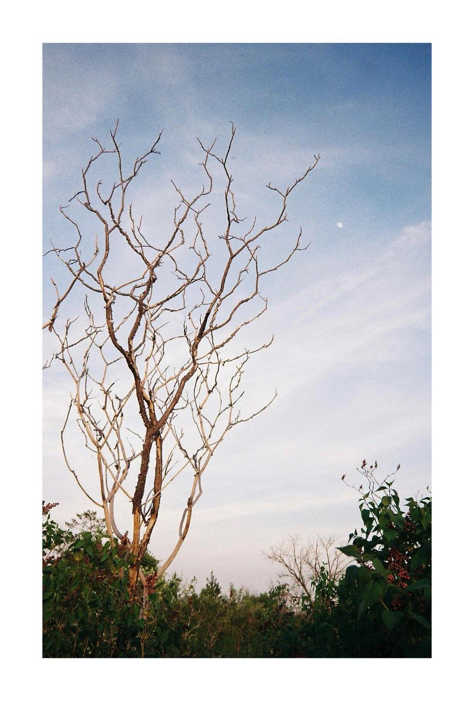 A bare tree stands against a blue sky with a small moon visible.