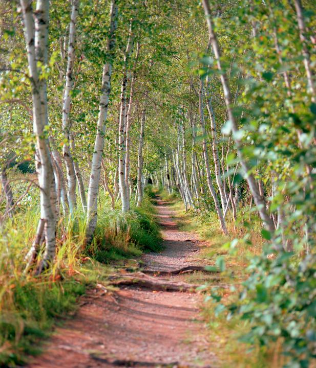 A narrow dirt path winds through a dense forest of birch trees with green foliage.