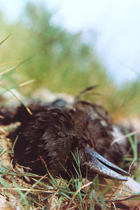 A dead bird lies on the ground surrounded by grass.