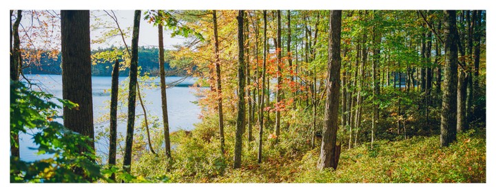 A forest with autumn foliage borders a lake.