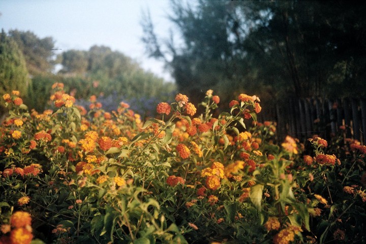 A field of orange and yellow flowers grows in front of a fence and trees.