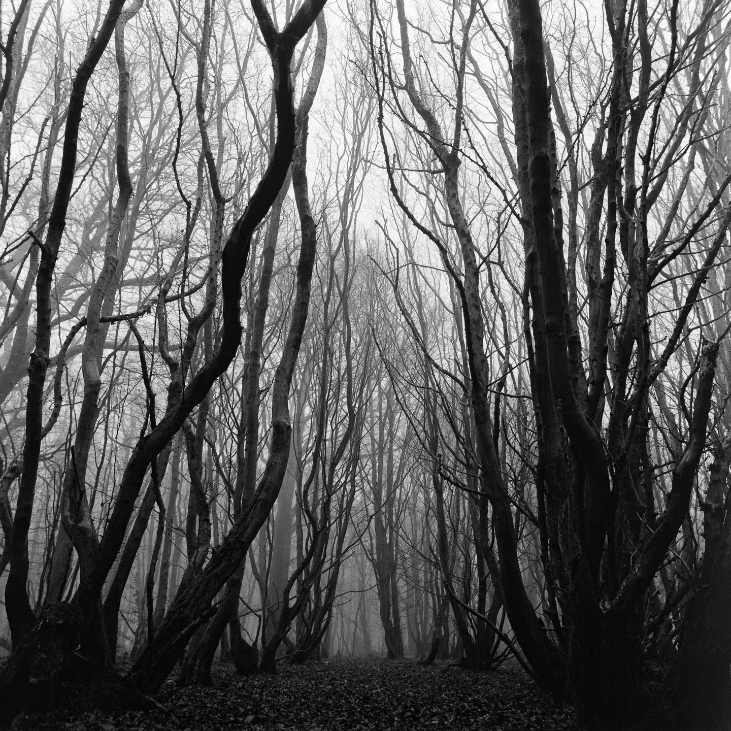 A path through a dense, dark forest with bare trees and a ground covered in leaves is shrouded in fog.