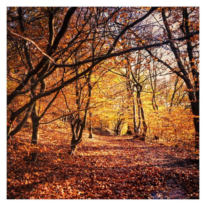 A path covered in autumn leaves winds through a forest with trees displaying vibrant orange and yellow foliage.