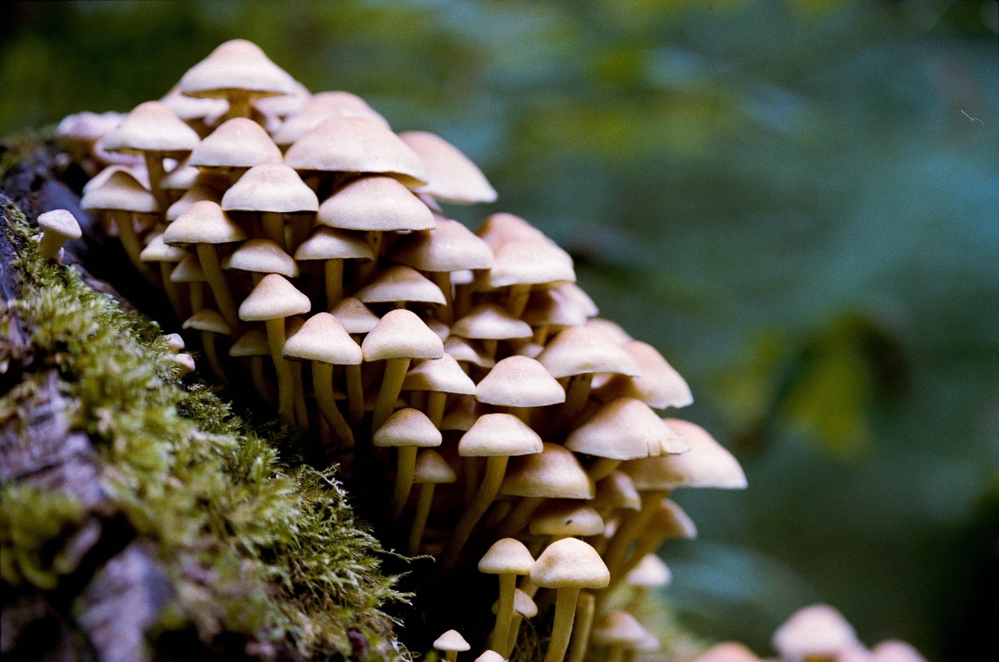 A cluster of small, light-colored mushrooms grows on a mossy log.