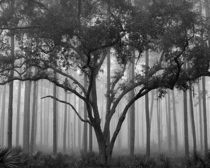 A large tree with sprawling branches stands in a foggy forest of tall, slender trees.