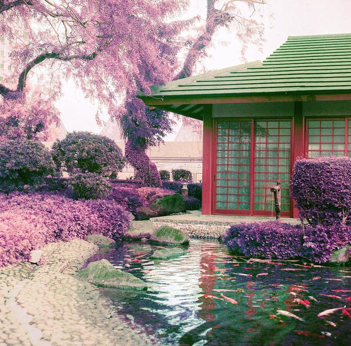 A red building with a green roof stands beside a pond filled with koi fish and surrounded by purple foliage.
