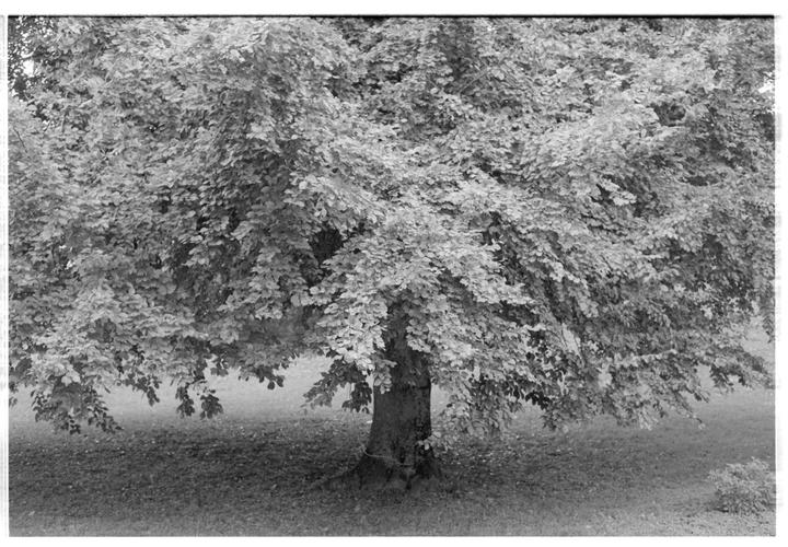 A large tree with a thick canopy of leaves stands in a grassy area.