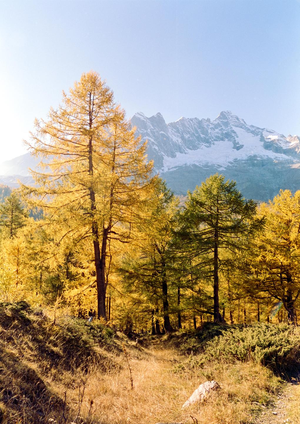 A path leads through a forest of golden larch trees towards snow-capped mountains under a clear sky.
