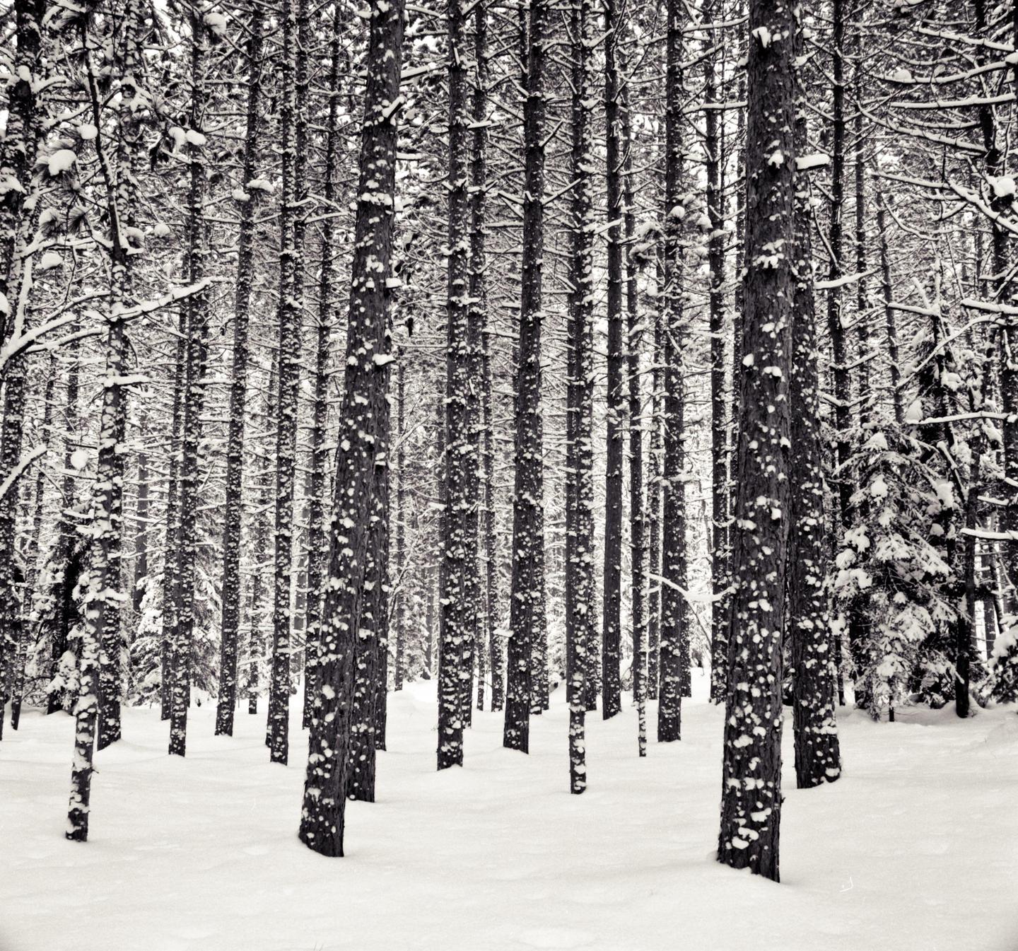 A dense forest of snow-covered trees stands in a winter landscape.