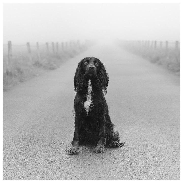 A black dog sits on a road that disappears into the fog.
