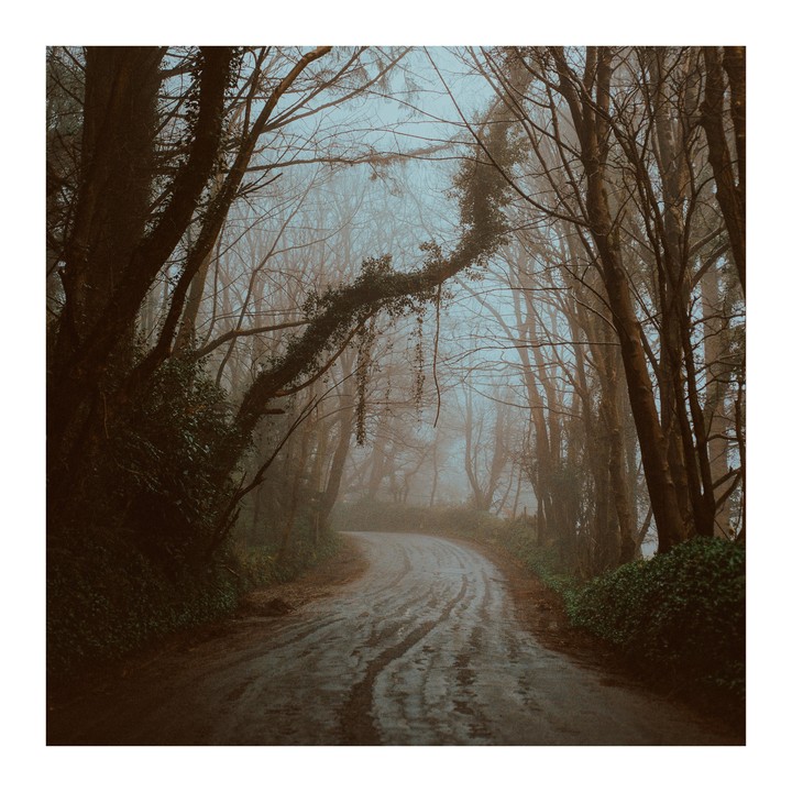 A winding wet road leads through a dense, foggy forest with tall, bare trees and some evergreen foliage.