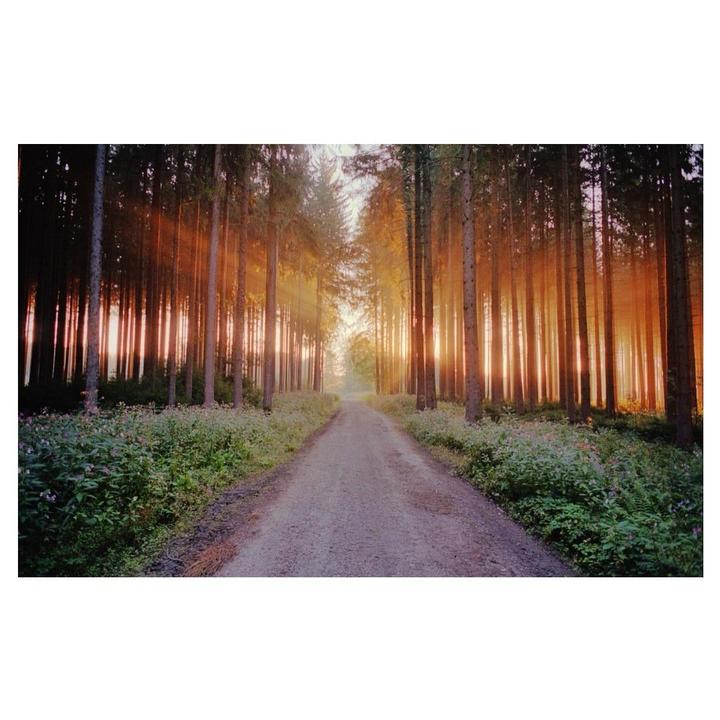 A dirt road leads through a forest with sun rays shining through the trees.