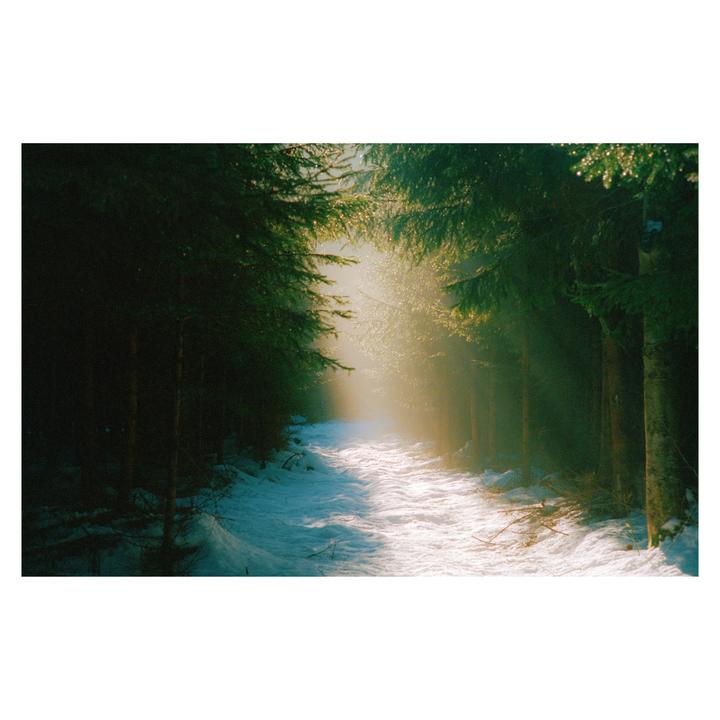 A snowy path leads through a forest with bright sunlight shining through the trees.