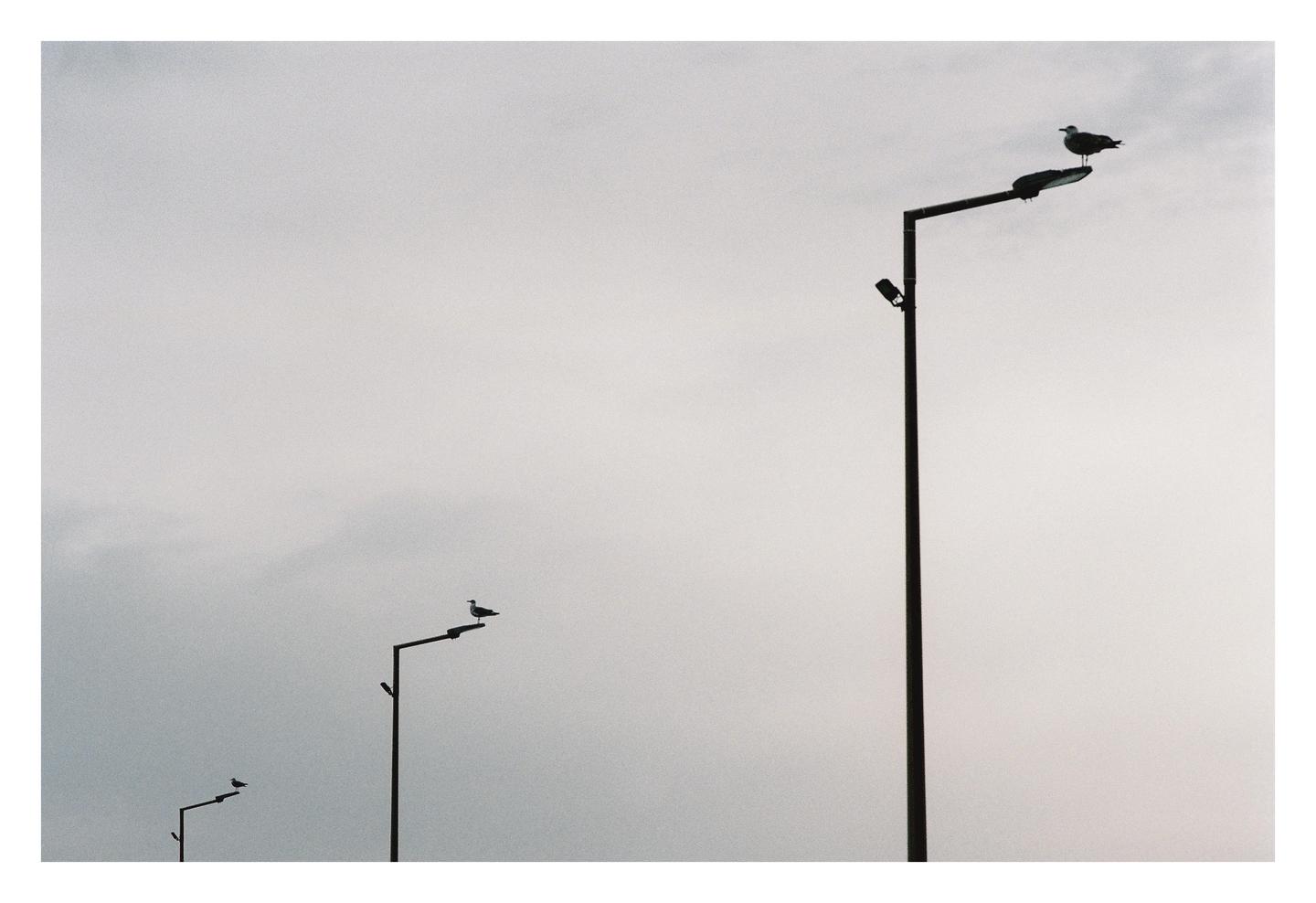 Three birds perch on three streetlights against a cloudy sky.
