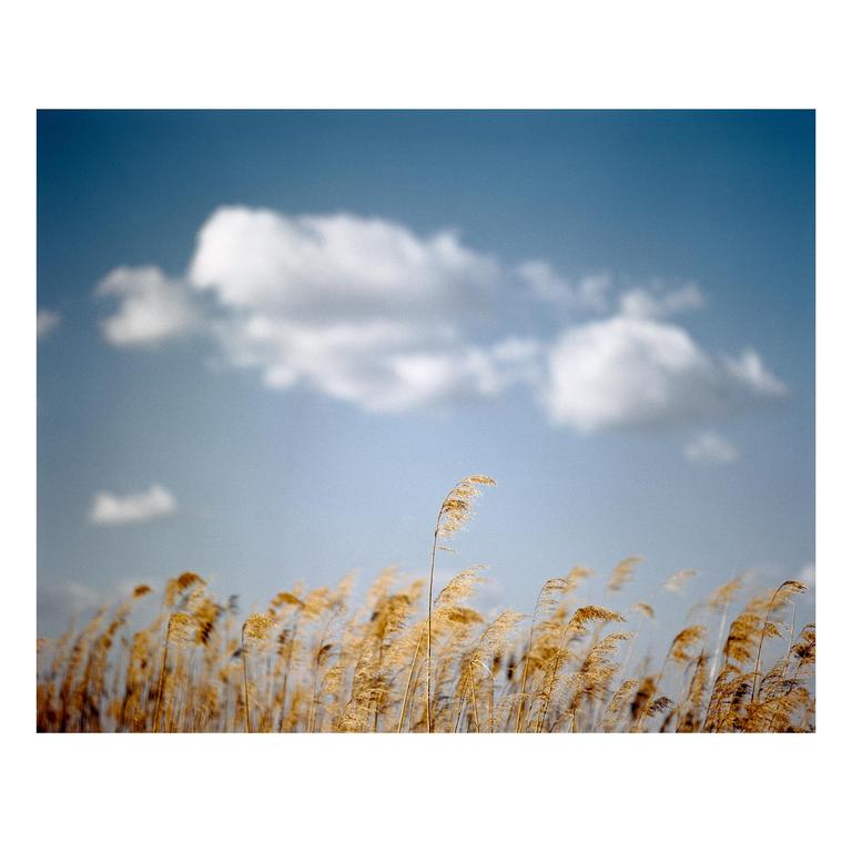 Golden reeds sway in the wind under a blue sky with white clouds.