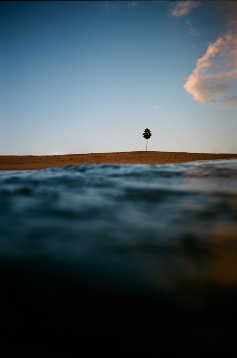 A lone palm tree stands on a sandy beach with the ocean in the foreground under a clear sky with one cloud.