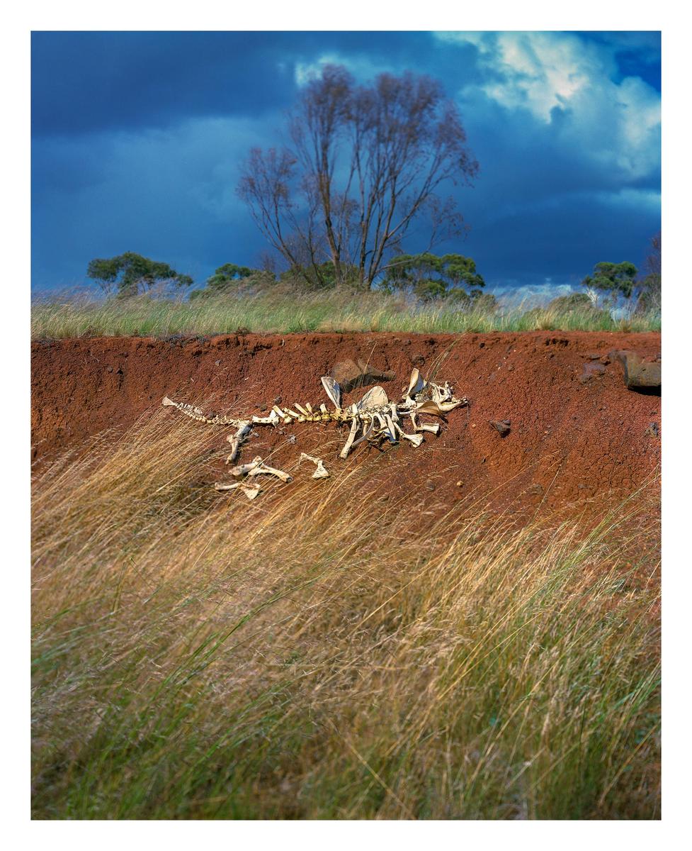 An animal skeleton lies on a red dirt embankment with tall grass in the foreground and a tree under a cloudy sky in the background.