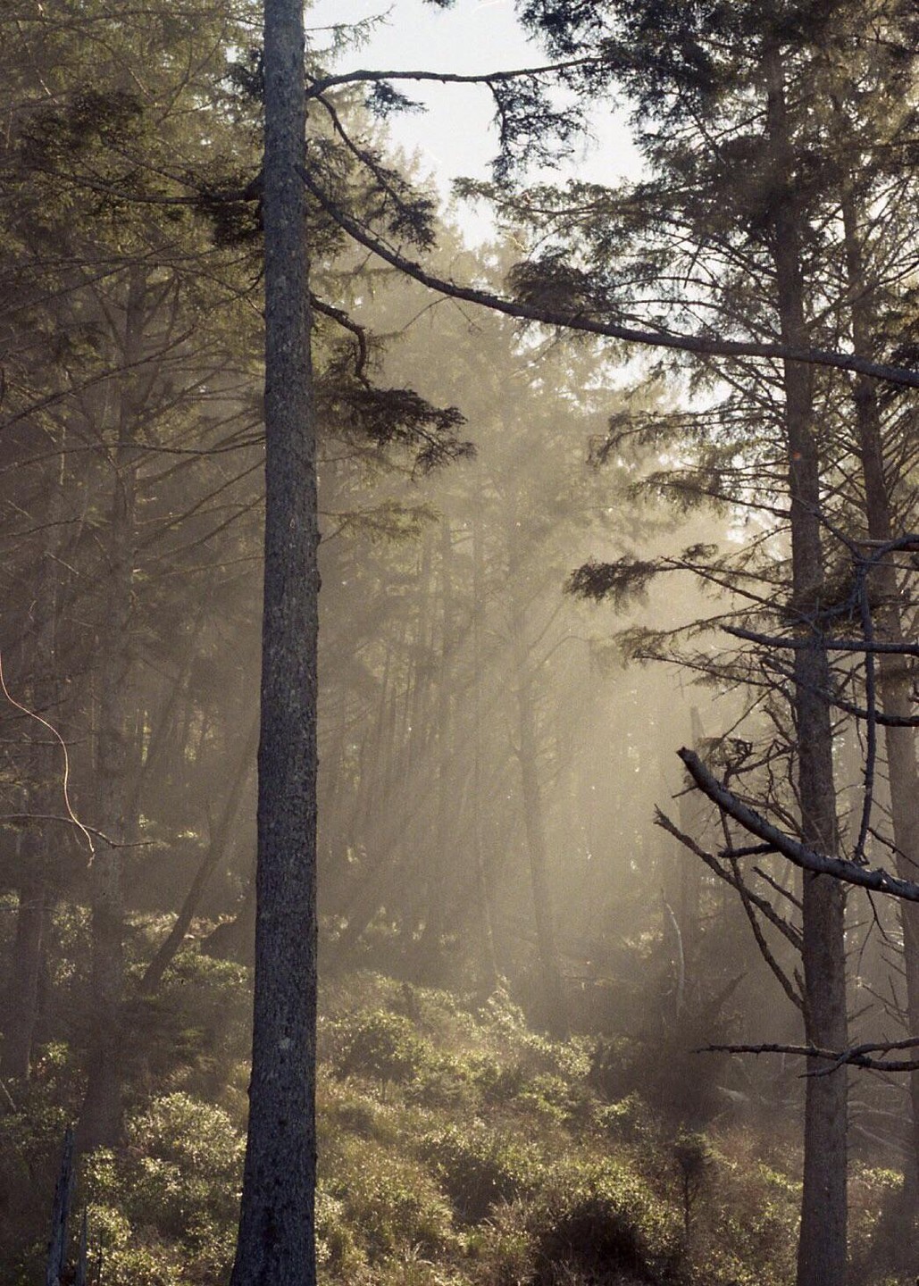 Sunlight streams through a hazy forest with tall trees and undergrowth.