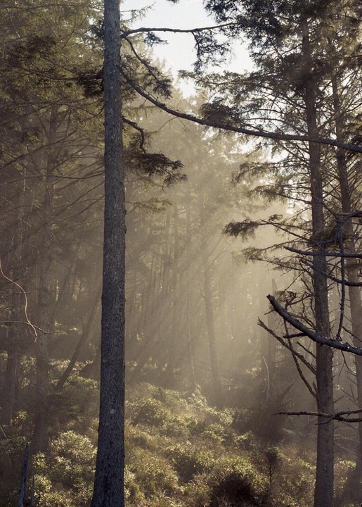 Sunlight streams through a hazy forest with tall trees and undergrowth.