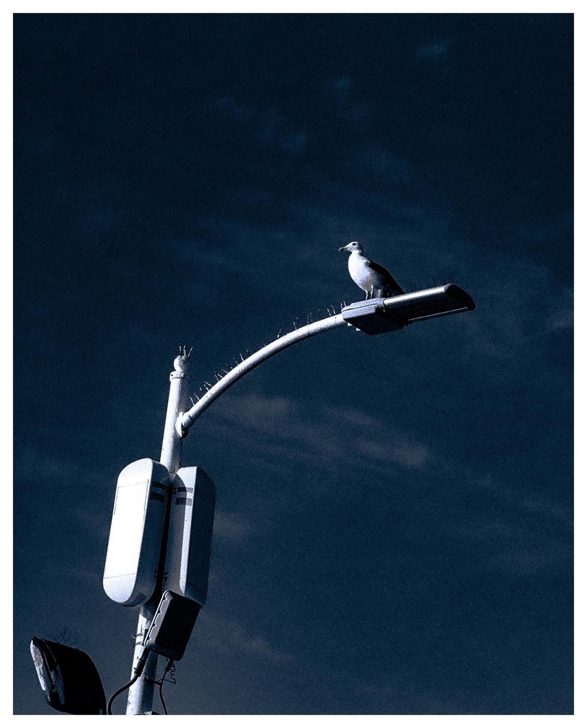 A seagull perches on a street light against a dark, cloudy sky.