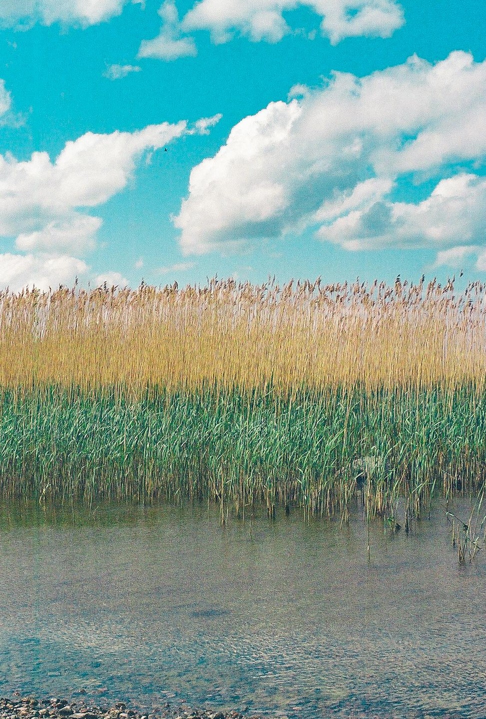 A body of water is in the foreground with tall green and golden reeds growing out of the water, under a bright blue sky with fluffy white clouds.