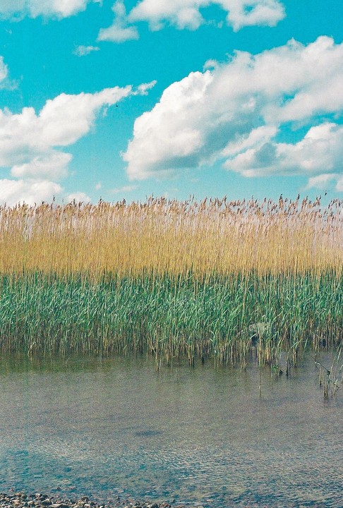 A body of water is in the foreground with tall green and golden reeds growing out of the water, under a bright blue sky with fluffy white clouds.