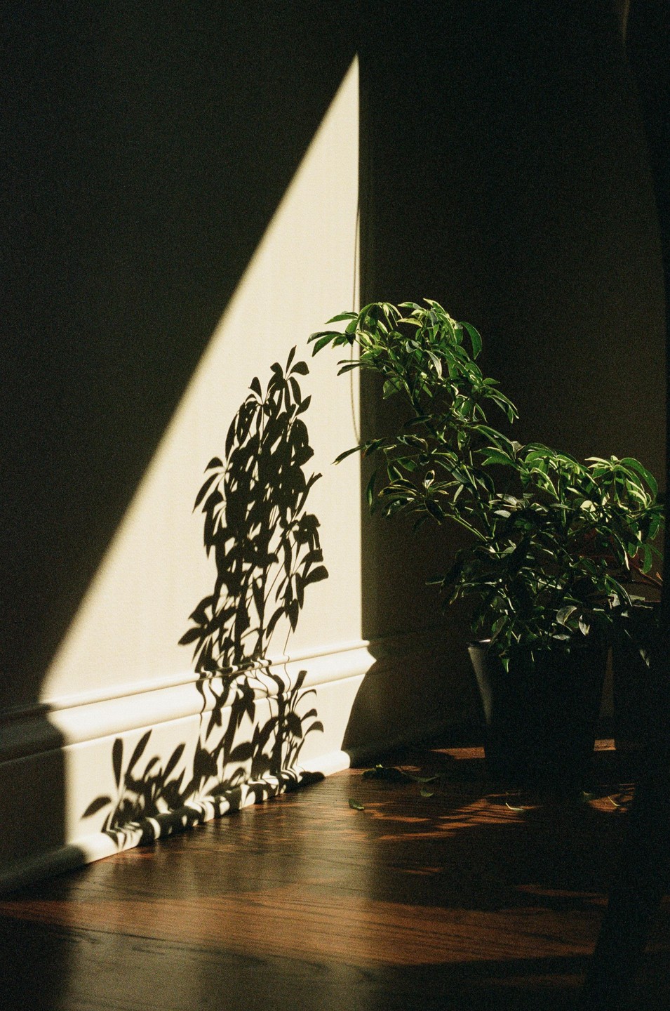 A potted plant casts a large shadow on a wall and wooden floor, illuminated by a strong beam of light.
