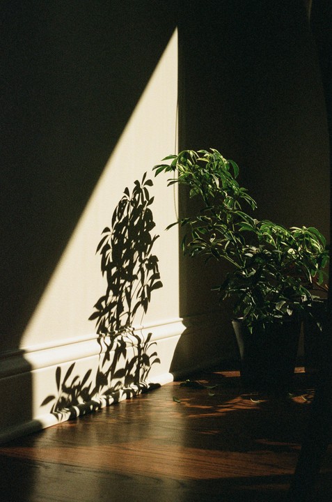 A potted plant casts a large shadow on a wall and wooden floor, illuminated by a strong beam of light.