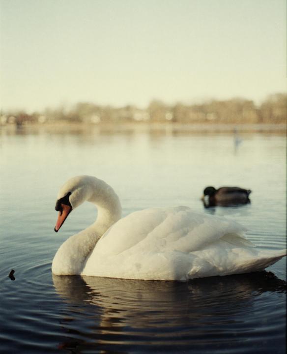 A white swan floats on water with a duck in the background.