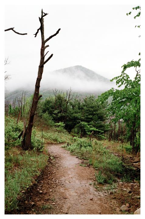 A dirt path winds through a forest with a dead tree in the foreground and a hazy mountain in the background.