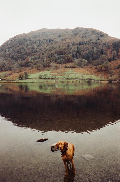 A vizsla dog stands in a lake with a mountain and trees in the background.