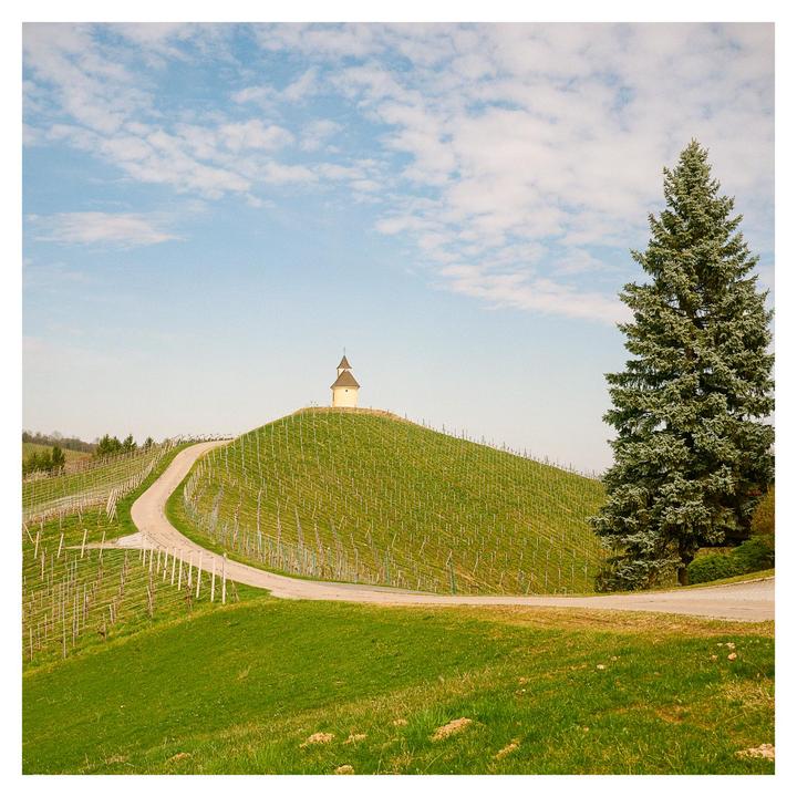 A small chapel sits atop a hill covered in a vineyard, with a road winding up to it and a large evergreen tree on the right.