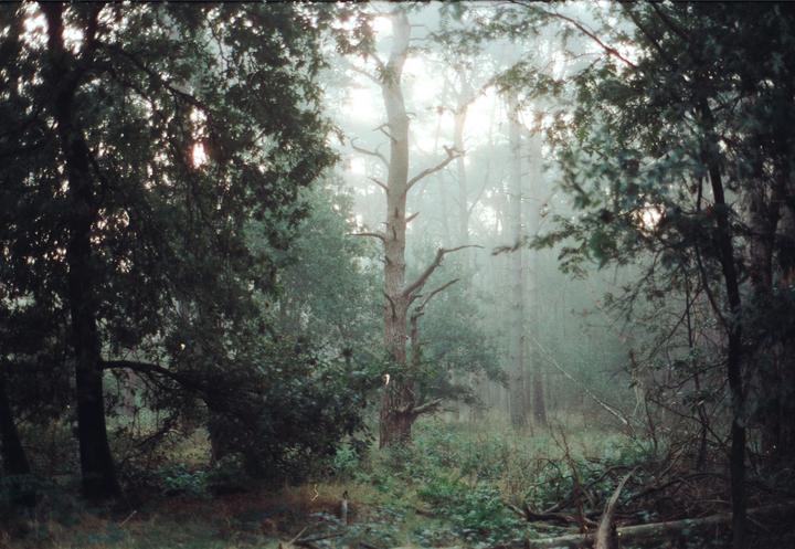 Sunlight shines through a hazy forest with tall trees and dense undergrowth.