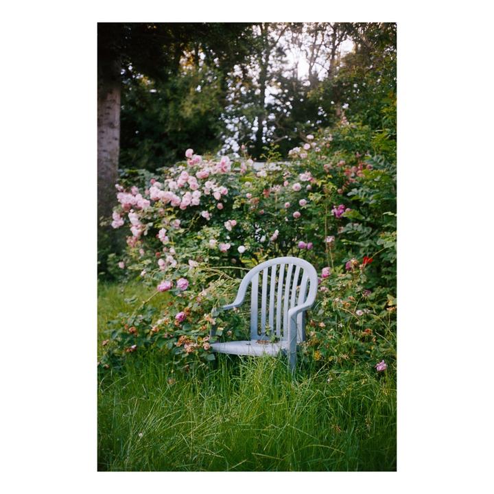 A white plastic chair sits in tall grass next to a large bush of pink roses.