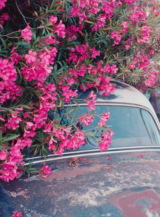 Pink flowers grow over the back of a rusty car.