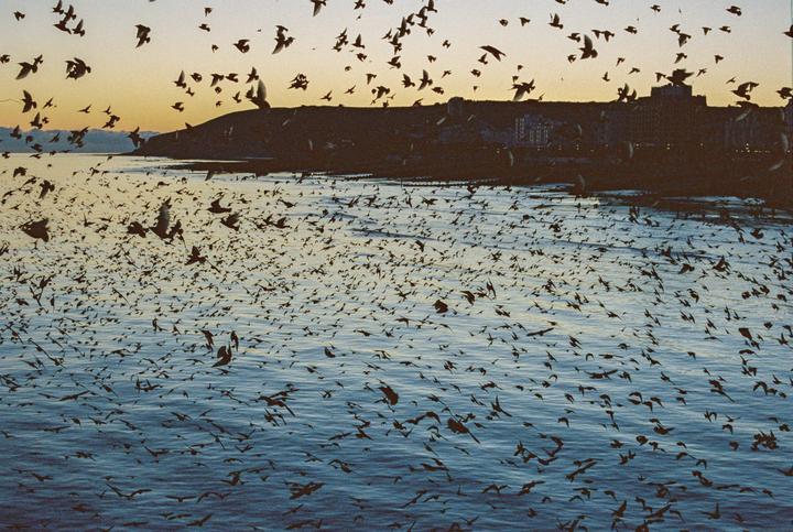 Hundreds of birds fly over a body of water with a city and hill in the background at dusk.