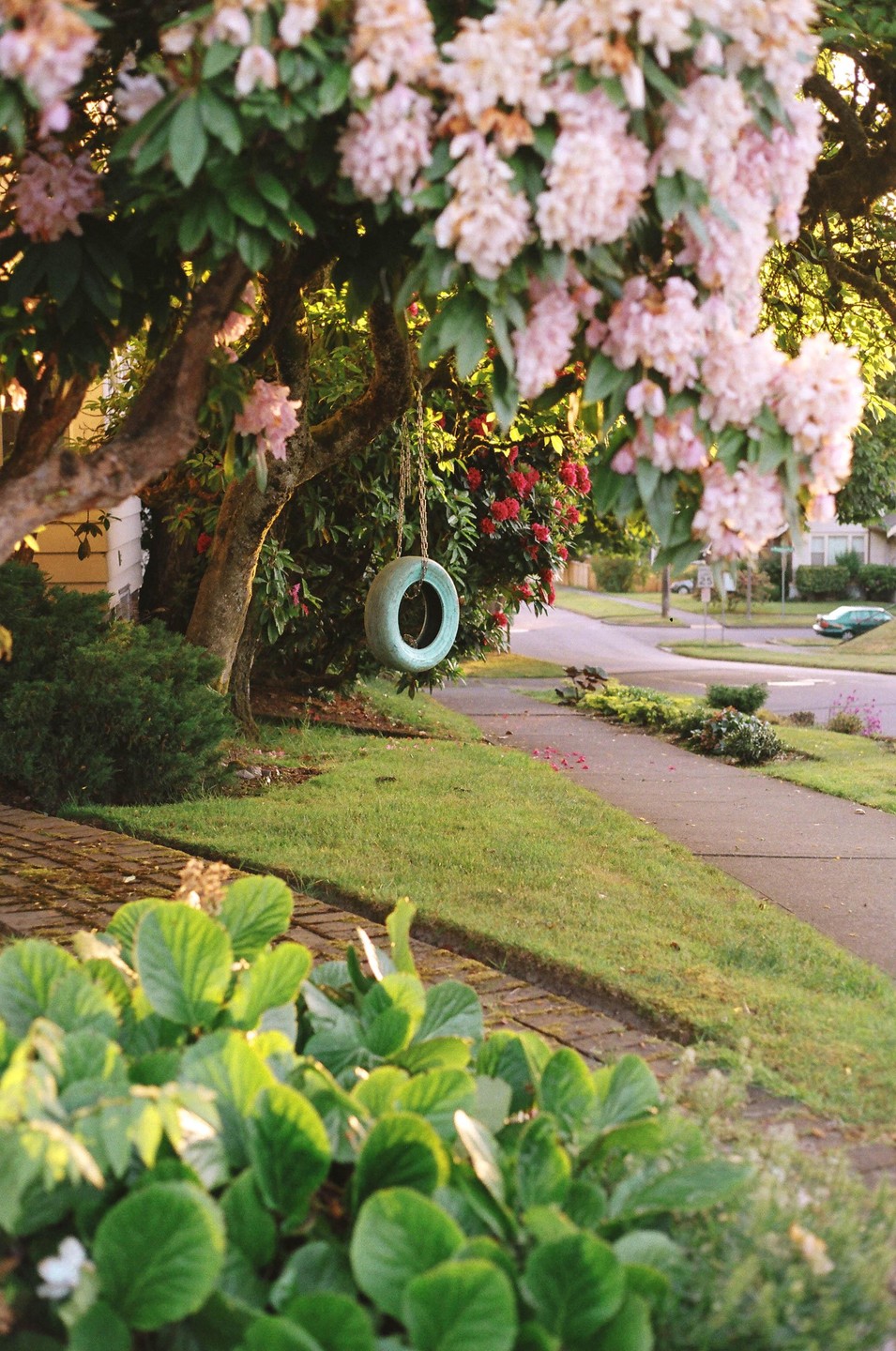 A tire swing hangs from a tree with pink blossoms next to a sidewalk and street.