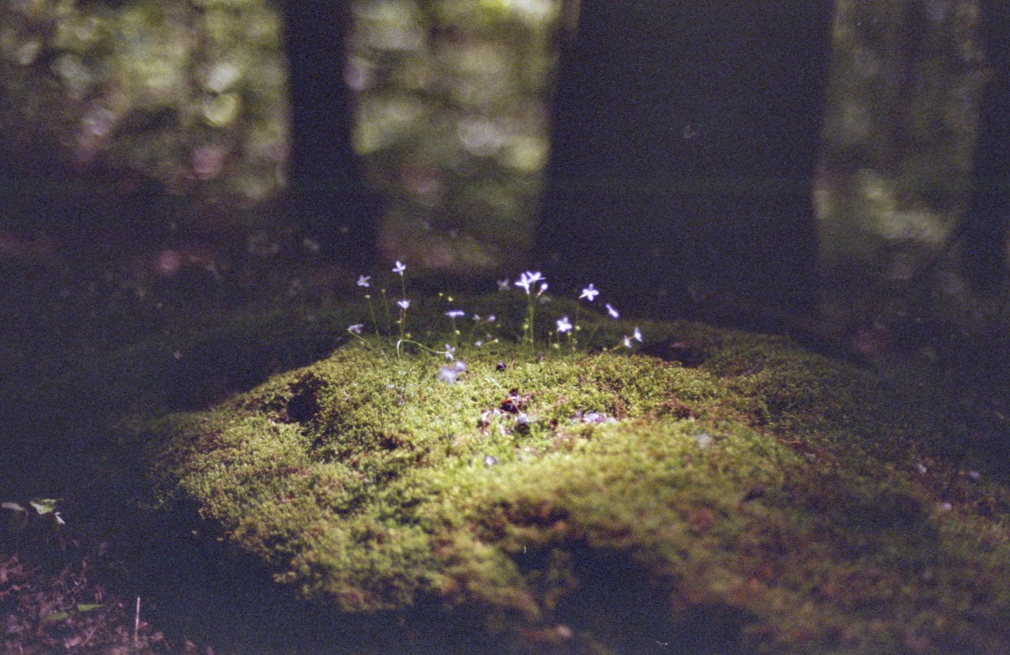 Small white flowers grow on a patch of moss in a forest.