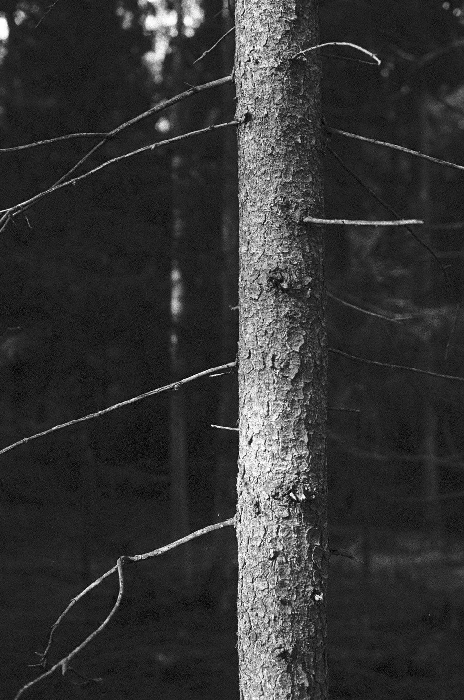 A close-up, black and white shot of a tree trunk with small branches extending from it, set against a dark, out-of-focus background.
