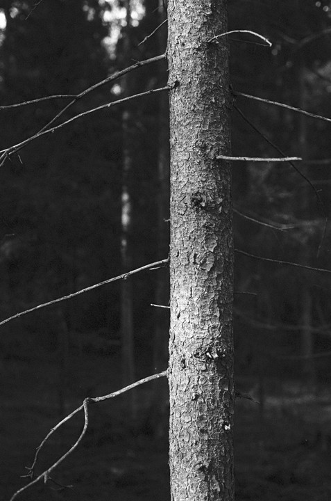 A close-up, black and white shot of a tree trunk with small branches extending from it, set against a dark, out-of-focus background.