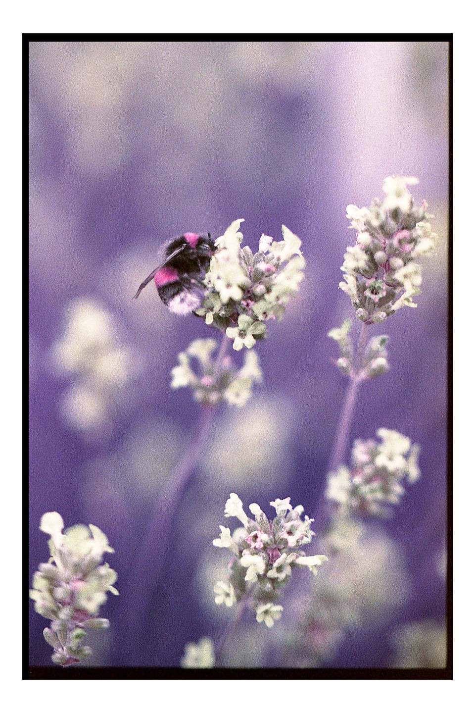A bumblebee with pink markings is perched on a white flower against a purple background.