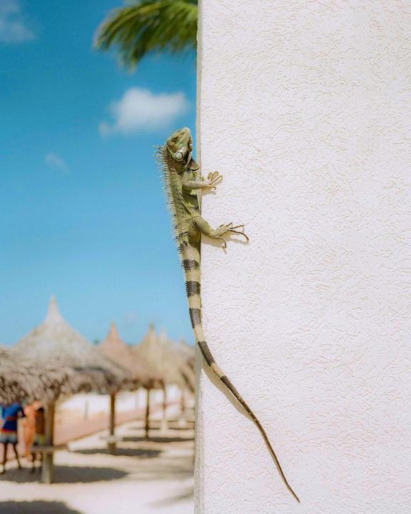 An iguana climbs a white wall with a beach and thatched umbrellas in the background.