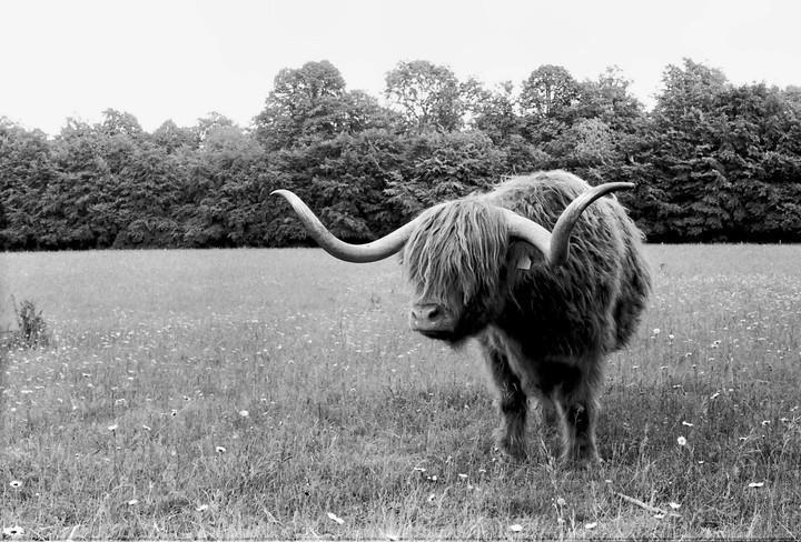 A highland cow stands in a field of wildflowers with a line of trees in the background.